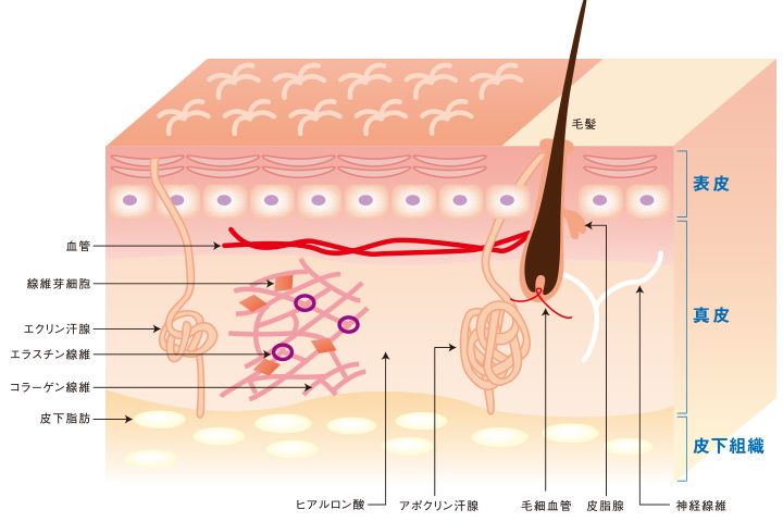 頭皮の皮膚組織