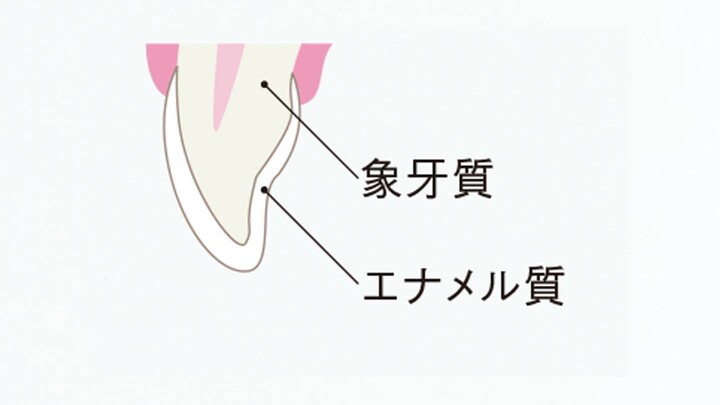 歯の組織図
