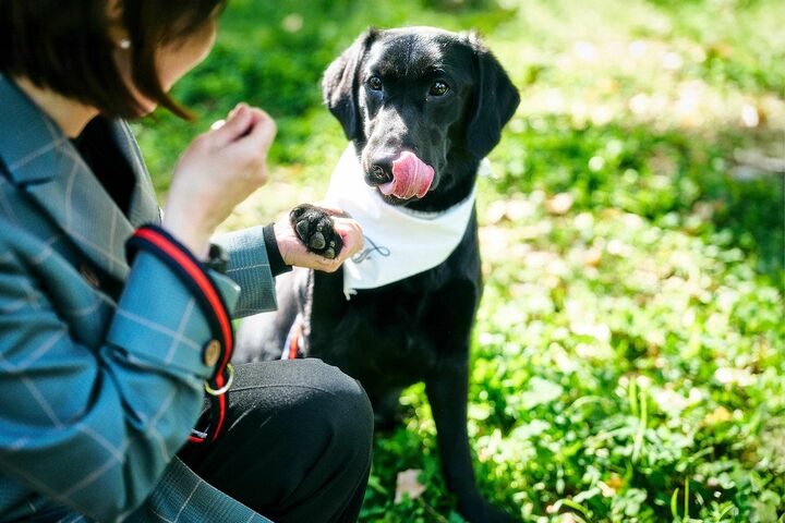 犬_2,ホテル_3,東京_3