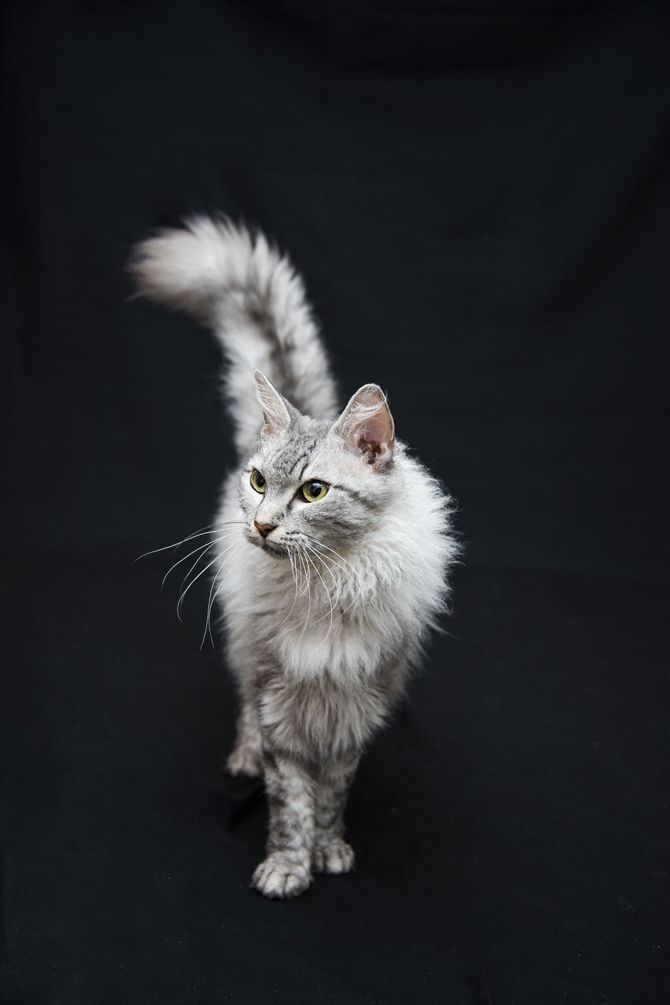 六本木・ミッドタウンの富士フイルムフォトサロンにて写真展『世界一美しい猫たち』開催