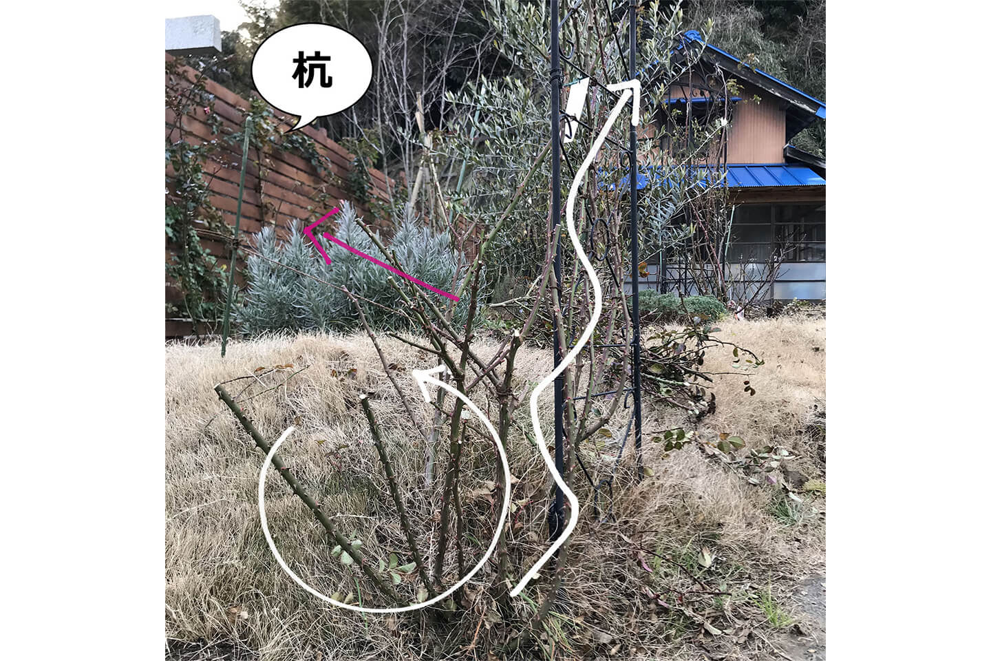 お日様に向かってバラは咲きます。ここはイメージと違う方向に咲いているため、杭を打って、紐で引っ張りました。