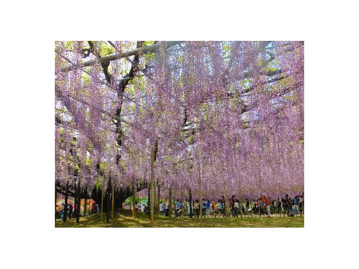 600畳の藤棚を持つ、樹齢150年の「大藤」