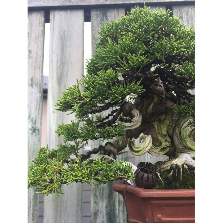 盆栽の魅力とは?