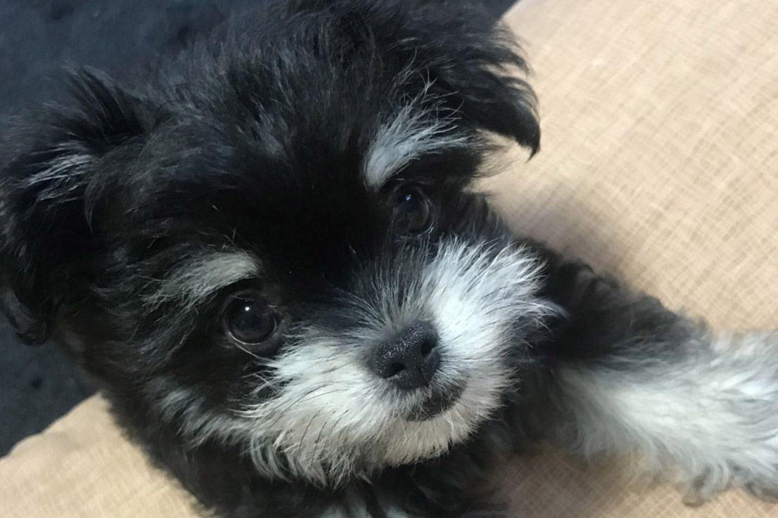 チワワ×マルチーズのMIX犬”チワマル”