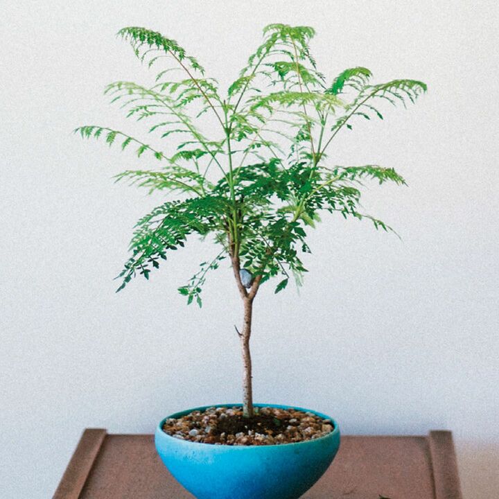 植物［ジャカランダ］