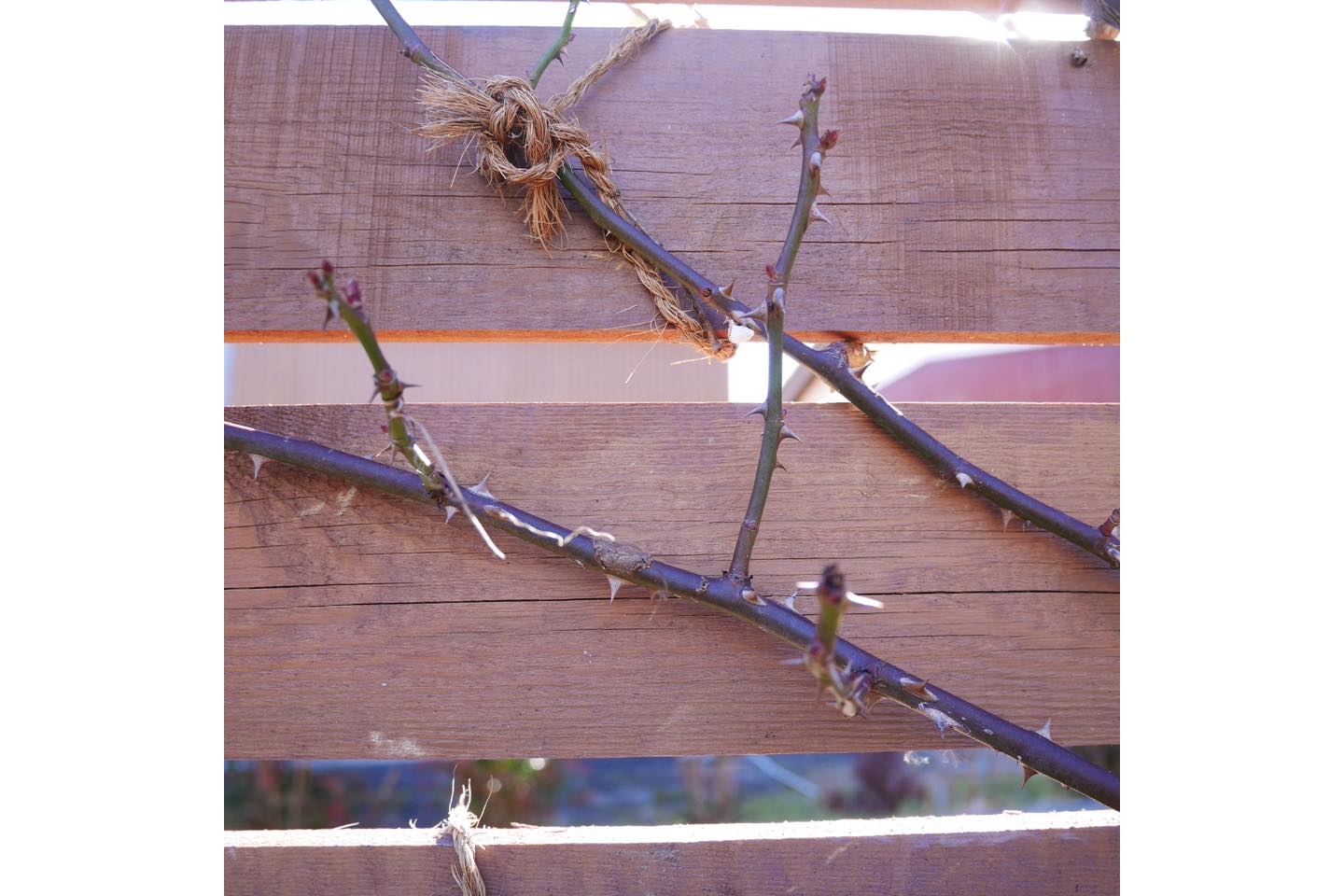 誘引時、間隔をあけ風通しを良くすることで、害虫や病気の被害を抑えます。