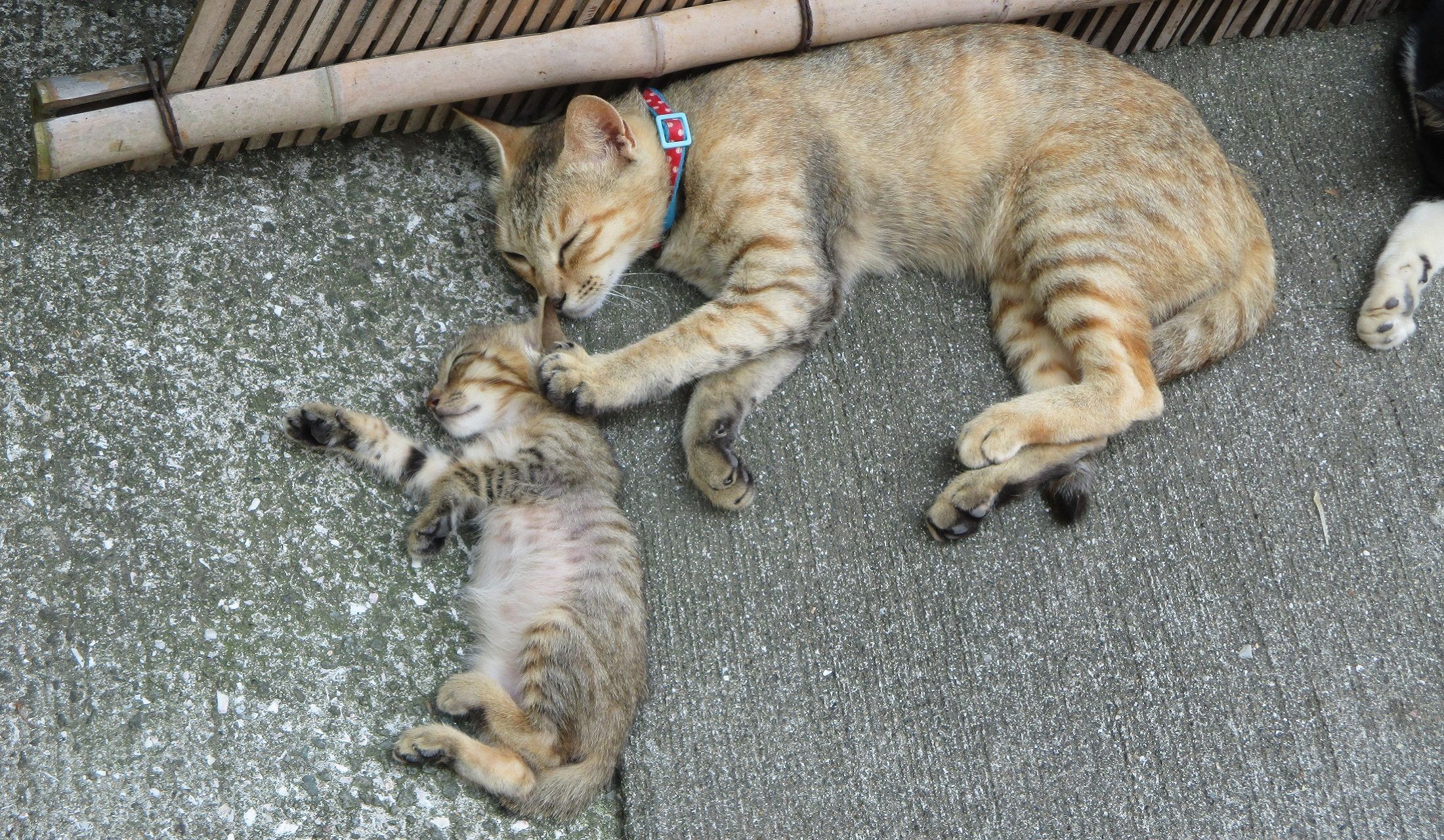 お昼寝する親子猫