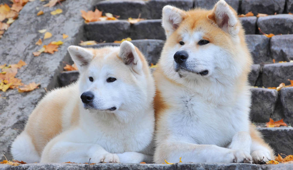 海外でも大人気の「秋田犬」、その魅力と愛される理由とは？ | Precious.jp（プレシャス）