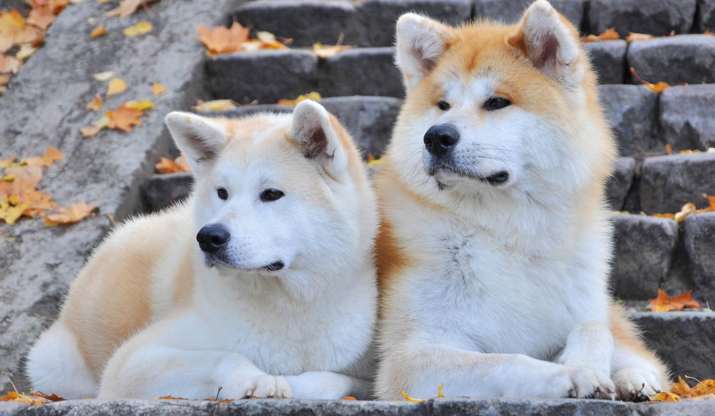 2匹の秋田犬が石段に座っている