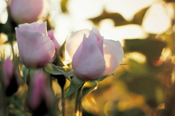 （C）Christian Dior 