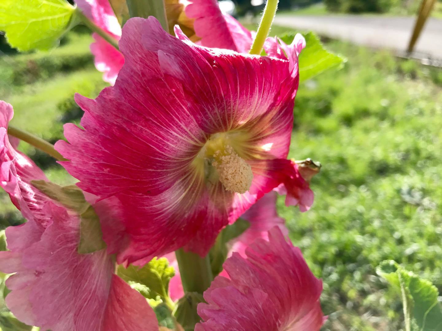 畑に咲いたタチアオイの花。今年はピンク以外に、白や赤も蒔きました。来年も楽しみです