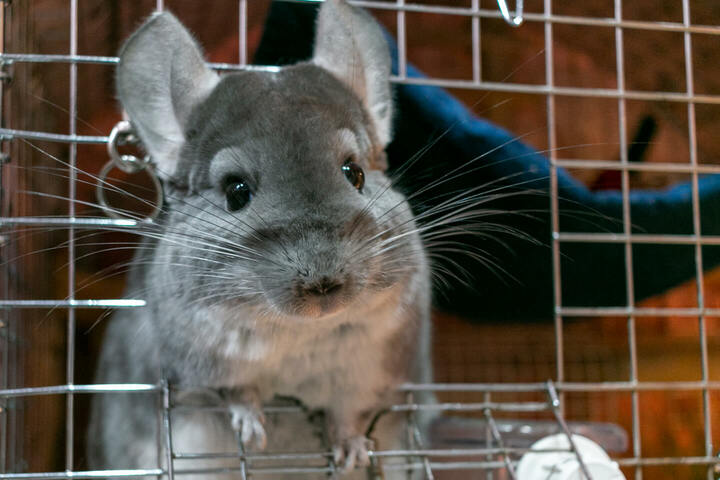 チンチラは見た目の可愛さはもちろん、魅力はその独特の性格にもあるのです