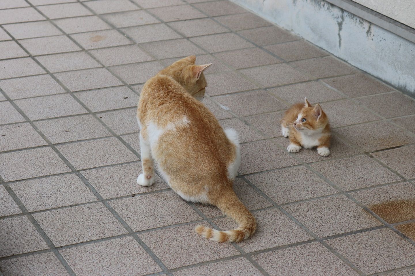 親猫に見守られる子猫
