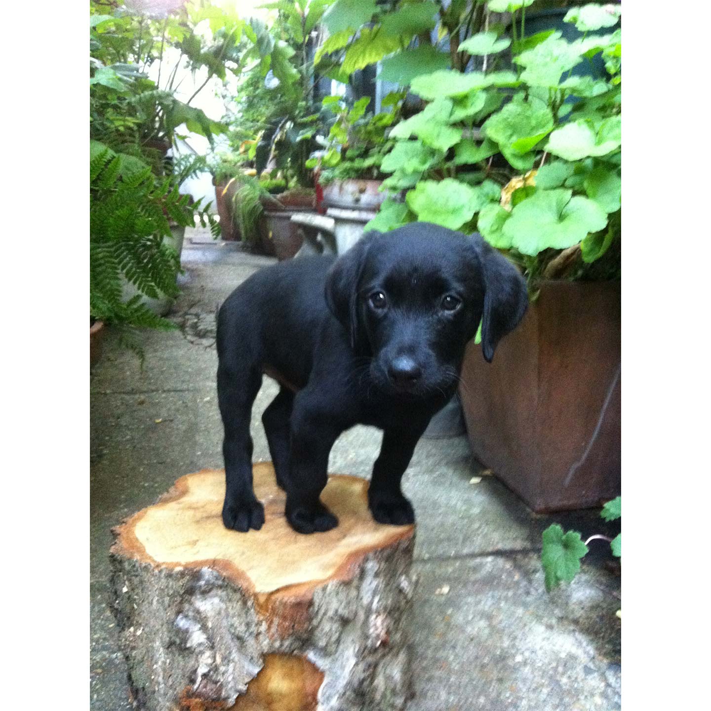 イギリス_7,犬_2