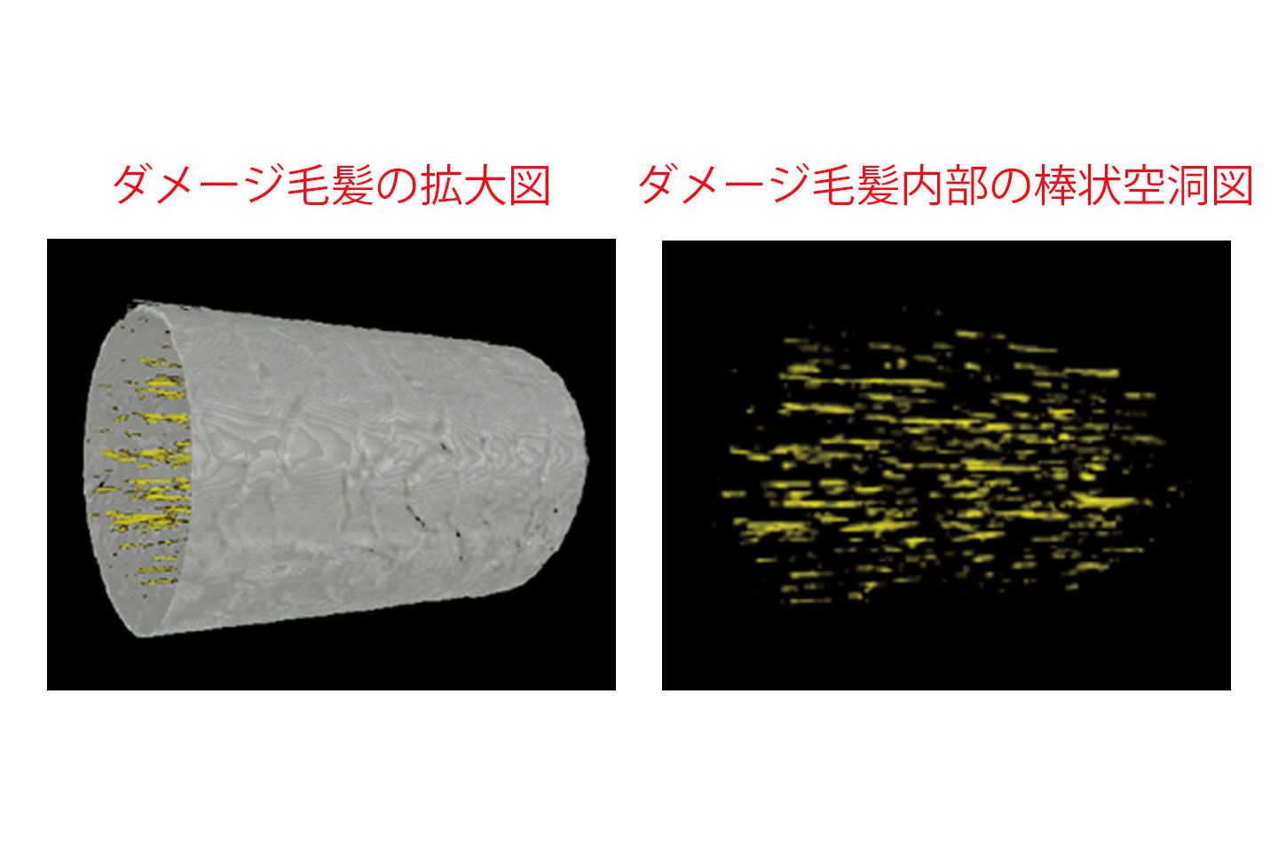 「ミルボン」が、ダメージを受けている髪の内部を見ることができるCTスキャン技術で検証。すると、髪内部にダメージによる棒状の空洞がいくつもできていることを発見。 資料提供/ミルボン