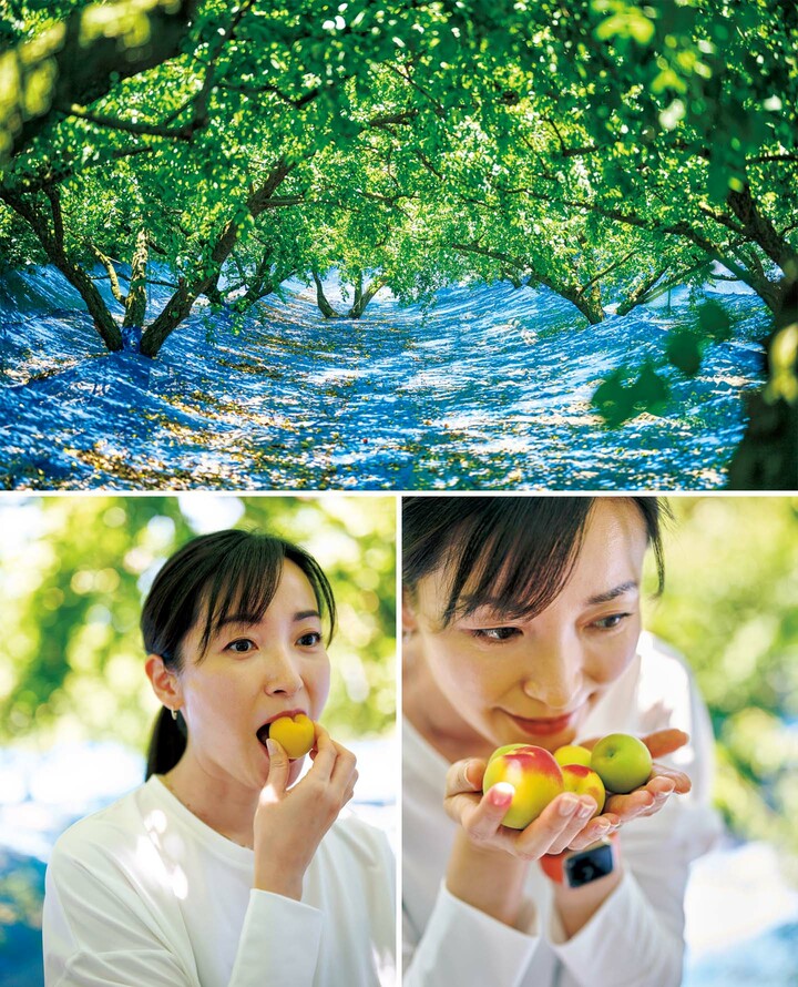 和歌山県の「梅ボーイズ」を訪れたキャスターの大江麻里子さん