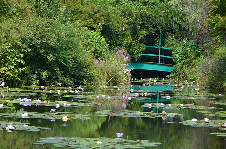 池の周りには、藤や桜、柳などが植えられています