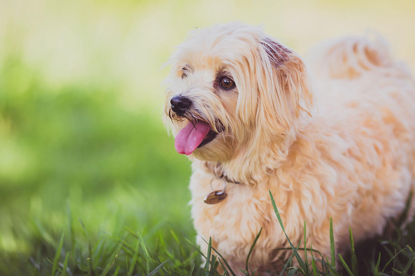 愛犬の庭の悩みは…?