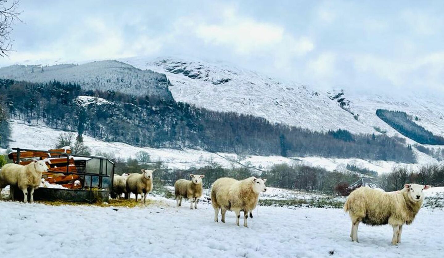 スコットランド・バラクーダー村の羊