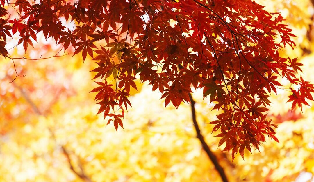 年の紅葉の見頃はいつ 全国の紅葉スポットや東京 日光 京都の名所で10月 11月 12月に見頃を迎える地域は Precious Jp プレシャス