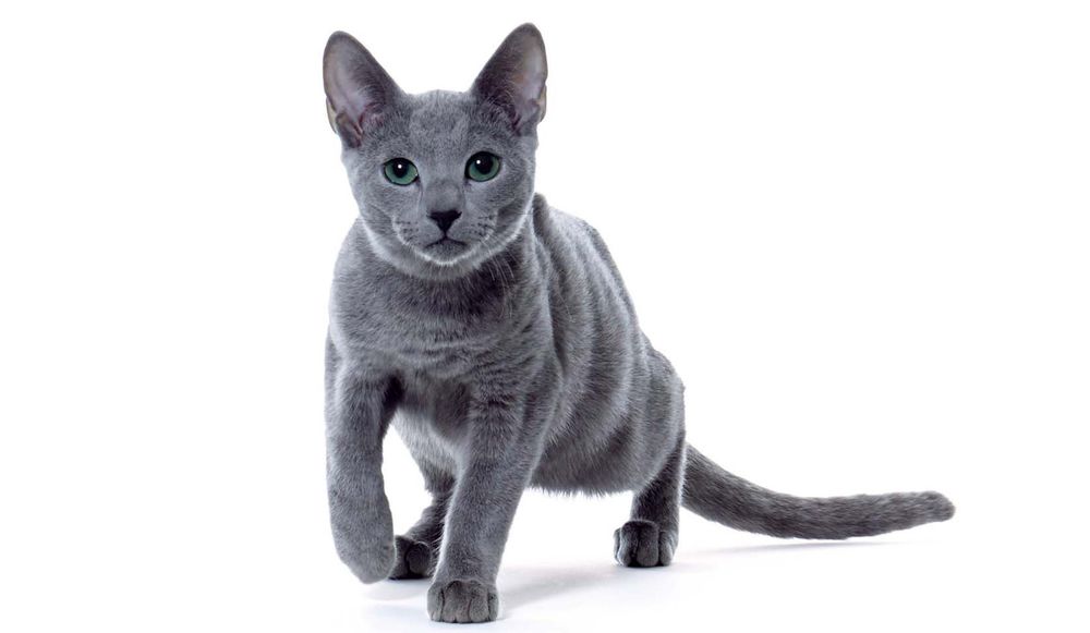 ロシアの猫 ロシアンブルー の美しく癒されるしぐさ14選 Precious Jp プレシャス