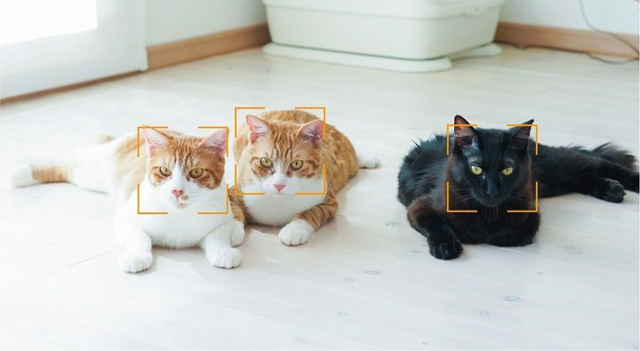 兄弟で似ている猫ちゃんの顔も識別してくれる、優れもの。