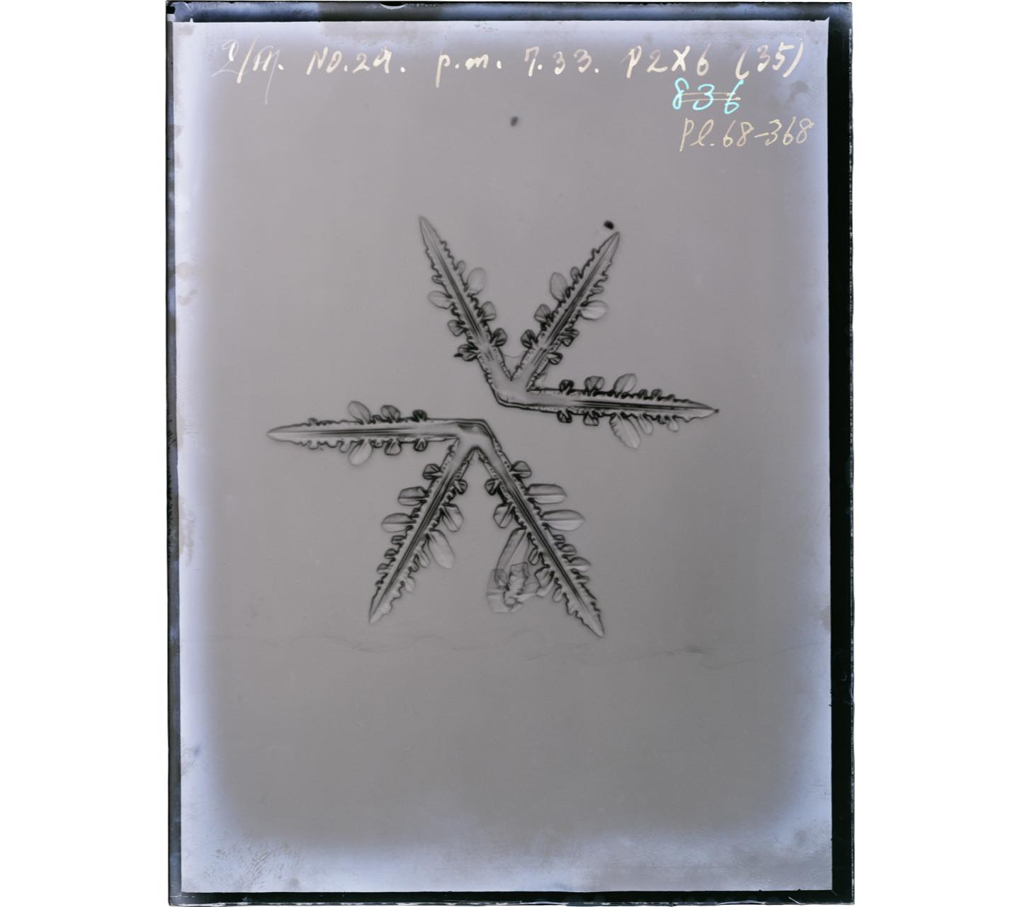 Three-branched crystal
©Kaga City, Nakaya Ukichiro Foundation