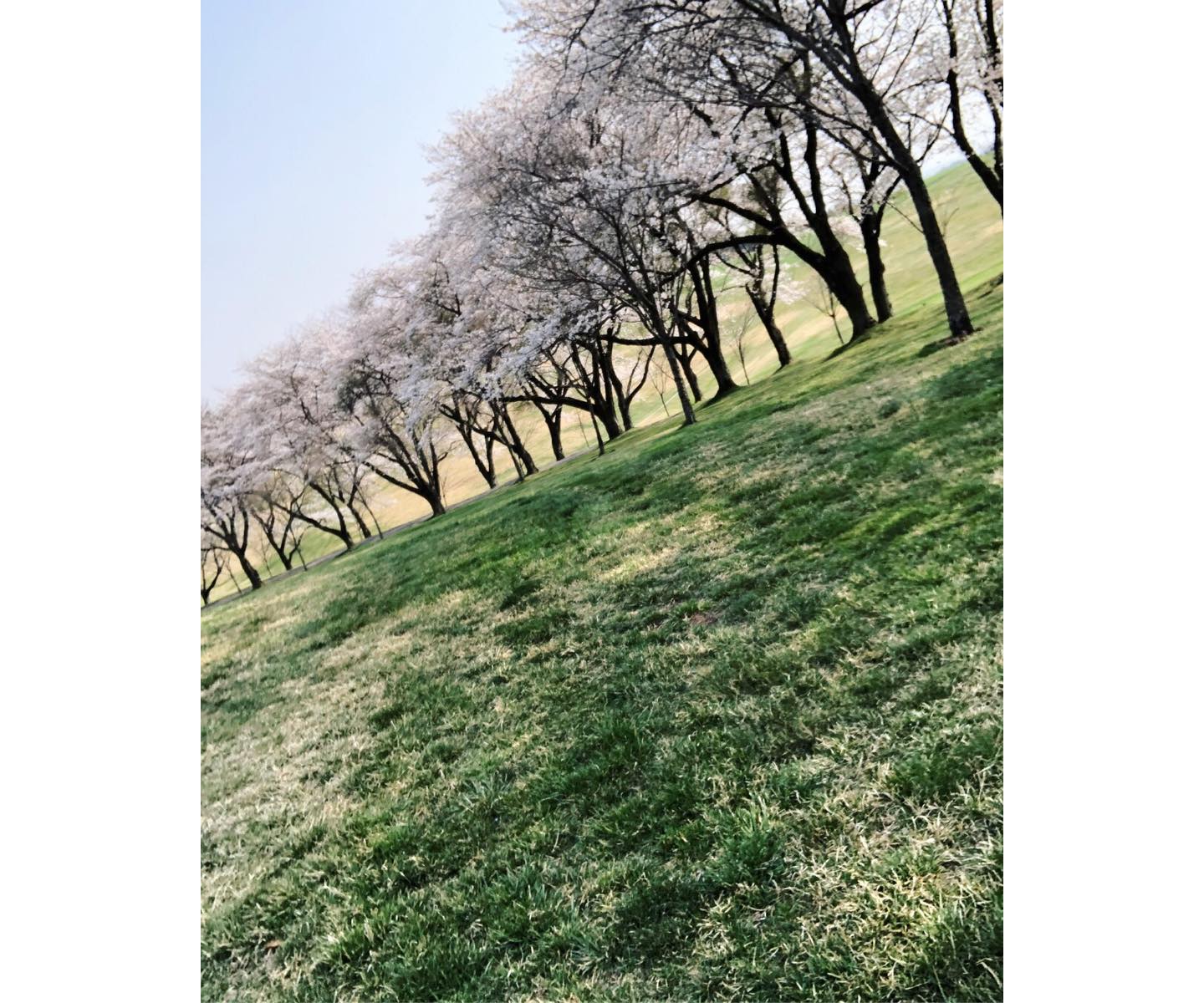 那須野ヶ原の素晴らしい桜並木が、馬上の高さから一層美しく鑑賞できます。