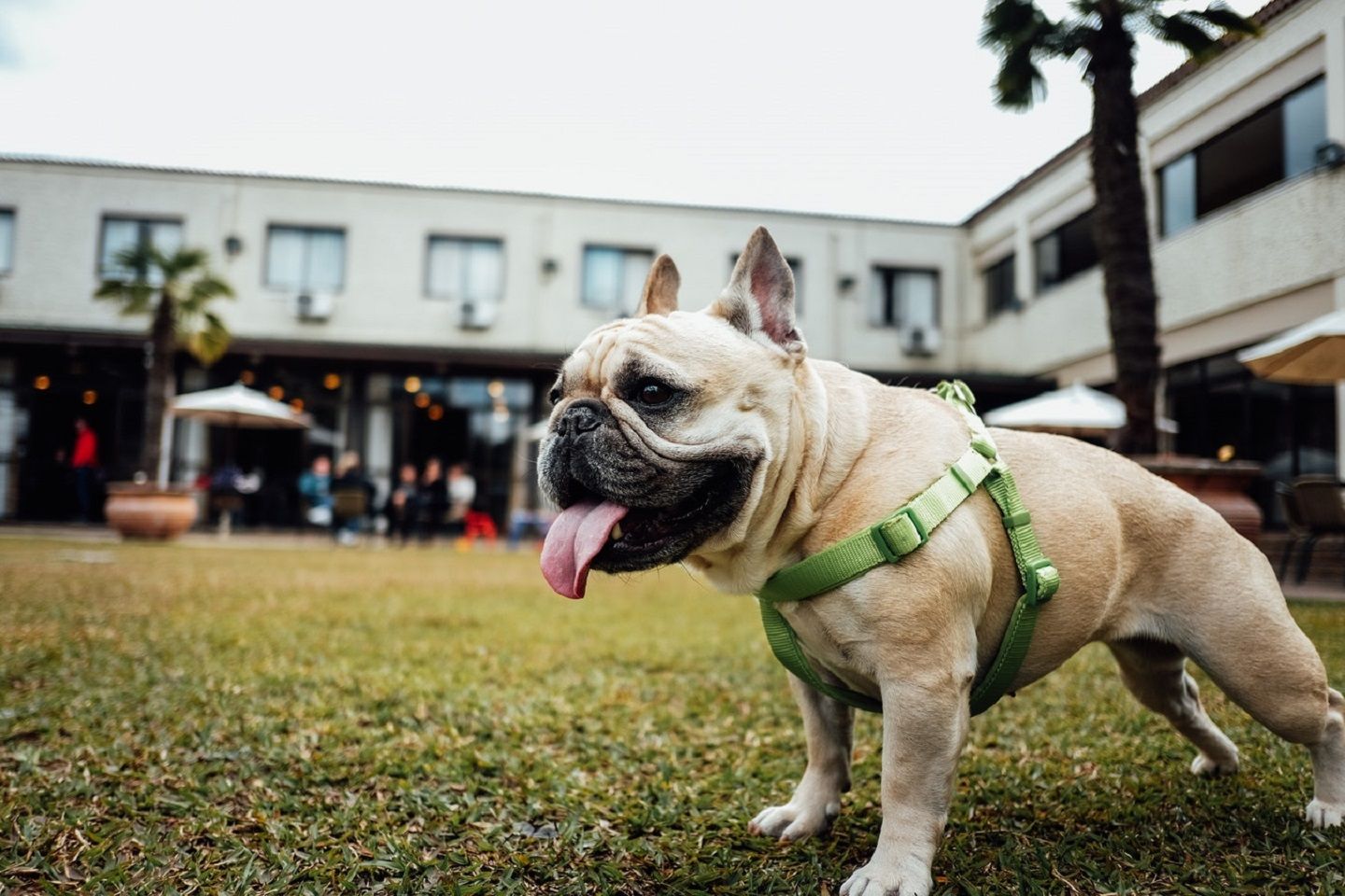 特に愛犬と移動するときは要注意