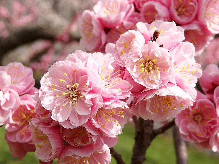 北海道では、梅の花の開花時期は例年5月