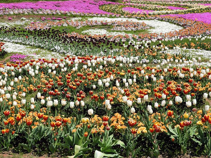 国営みちのく杜の湖畔公園のチューリップ