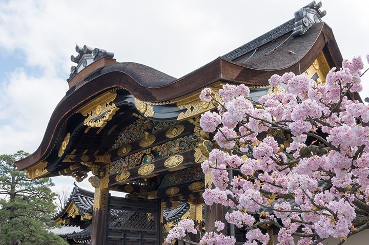 日本中から注目される京都の桜スポットの名所、世界遺産・元離宮⼆条城(京都市中京区)