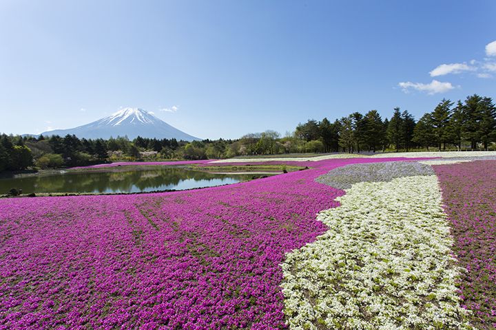芝桜と一緒に、カラフルで可愛らしい草花が鑑賞できる