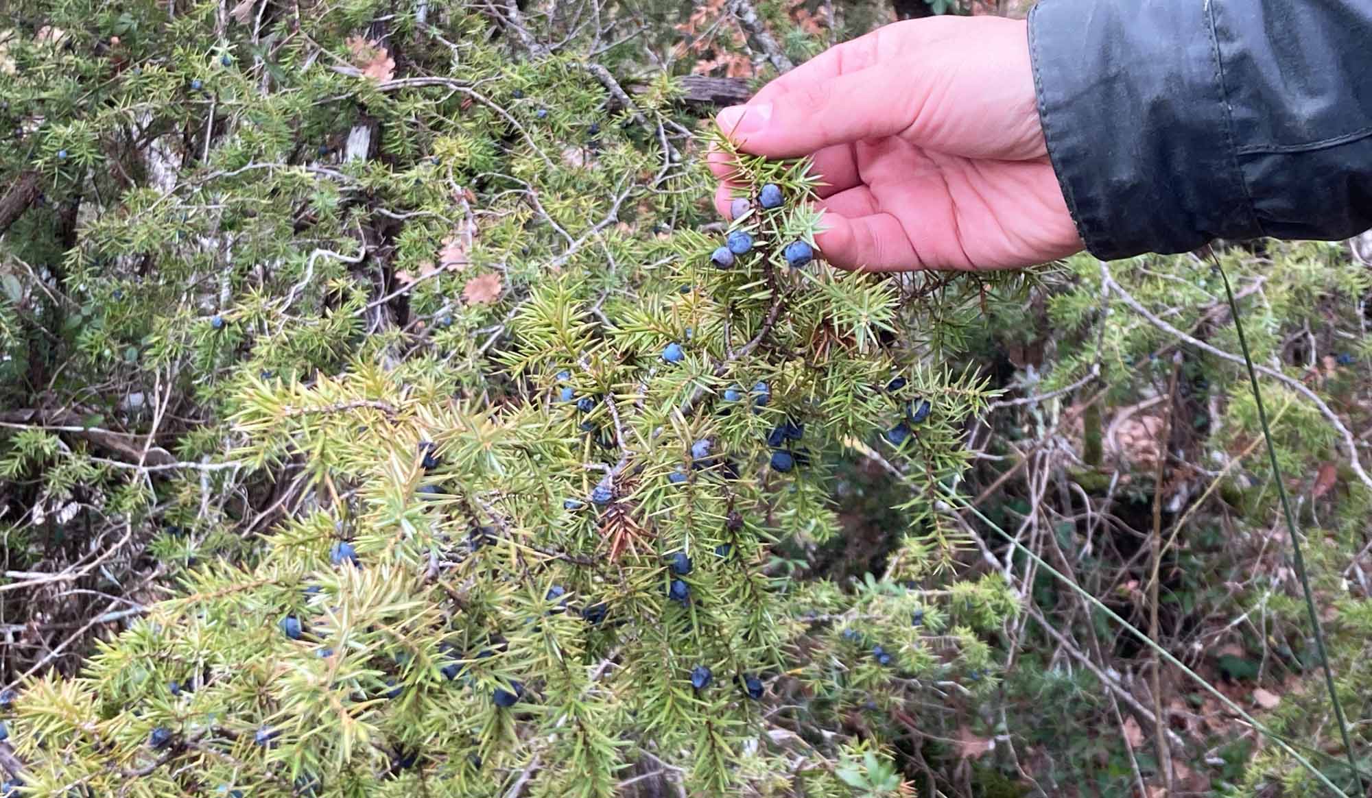 これが敷地内のあちこちに自生しているジュニパーベリー=ねずの実。実際に口に含むとなんともいえない甘さと爽快な香り。
