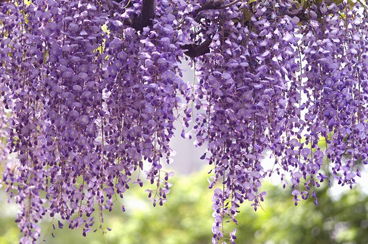 立夏に旬を迎えるもの