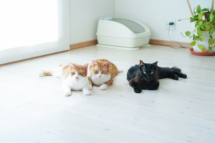 公式サイトにモデルとして登場している3頭の兄弟ねこたち。名前は「陸・海・空」