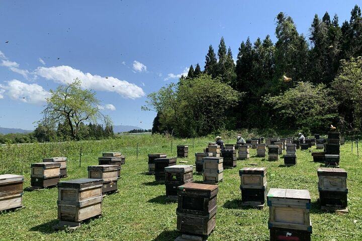 「松本養蜂総本場」の養蜂場