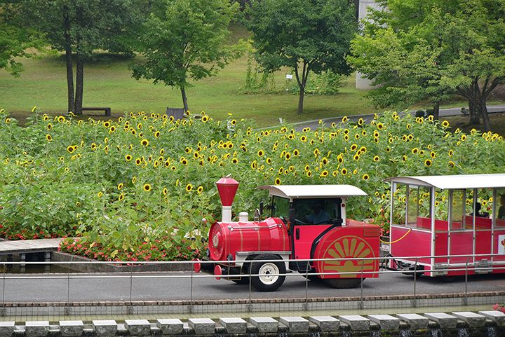背丈の高いひまわり畑は、お花の迷路のよう