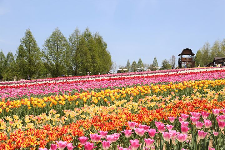 世羅高原農場のチューリップ祭(広島県世羅町)