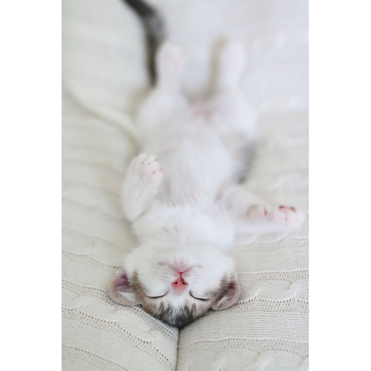 かわいすぎて美しすぎる猫の写真が並びます。