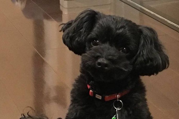 ヨークシャテリア×トイプードルのMIX犬”ヨープー”