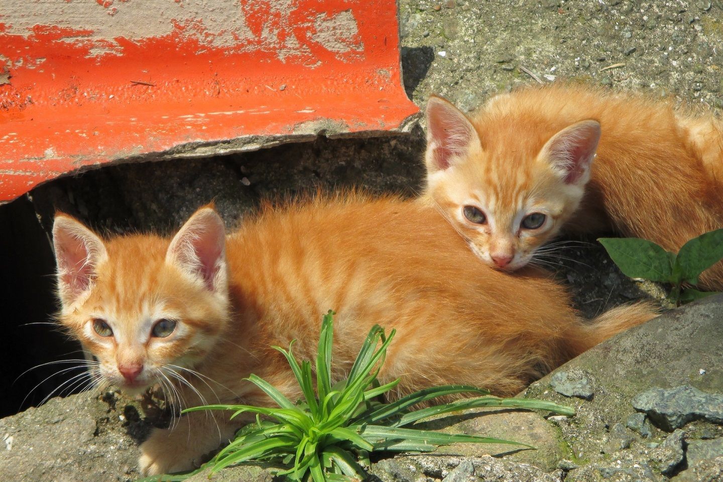 人間を警戒する子猫