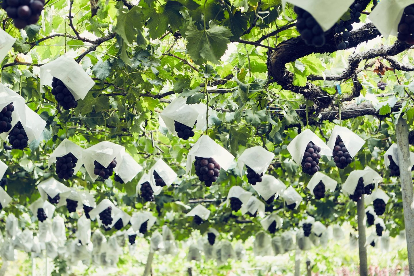 一房ずつ手作業で袋がけされるピオーネ
