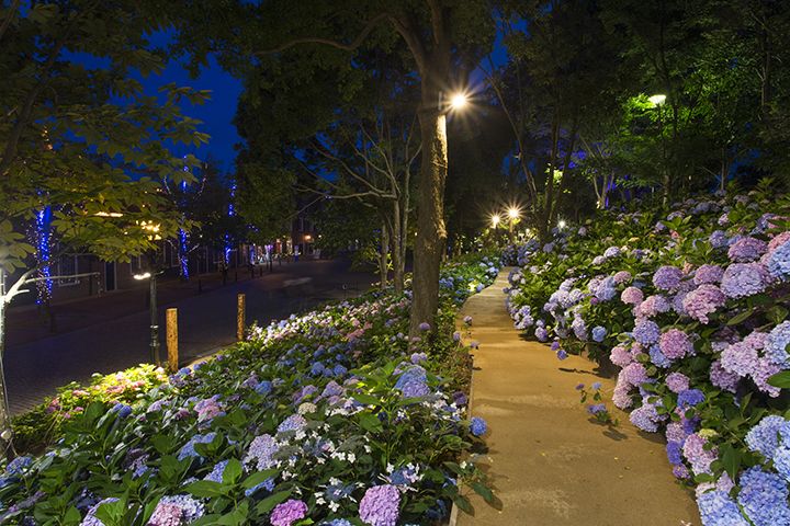 夜になると「あじさいロード」がライトアップ!