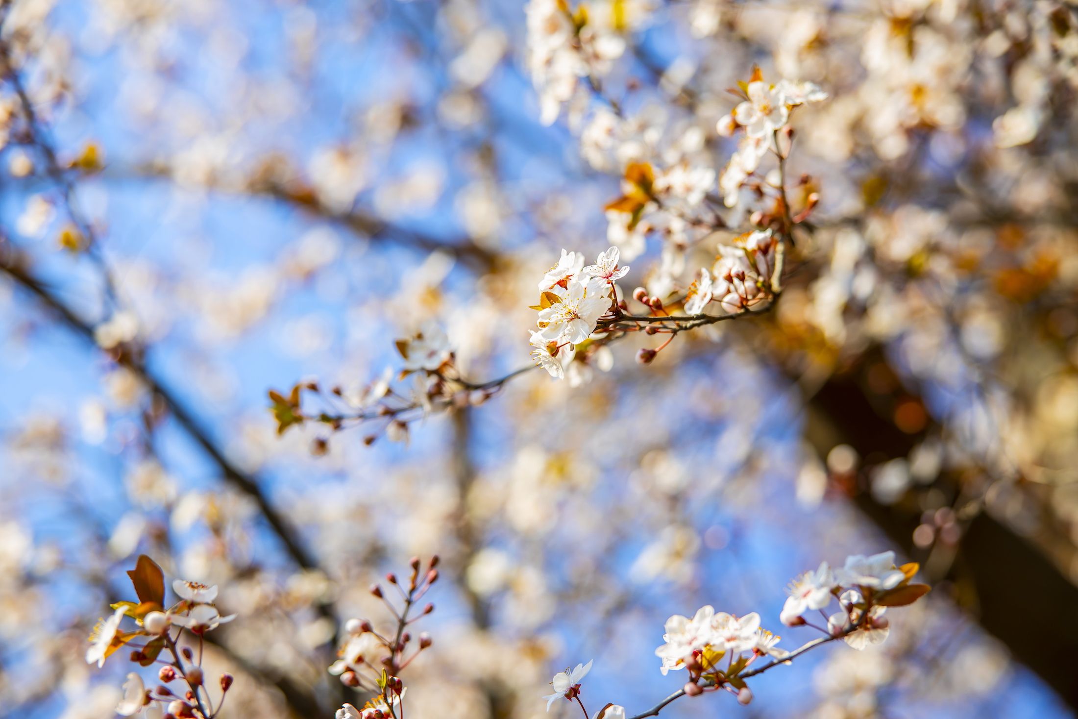 背景がきれいにボケることで、フォーカスしたい桜を精緻に表現できる
