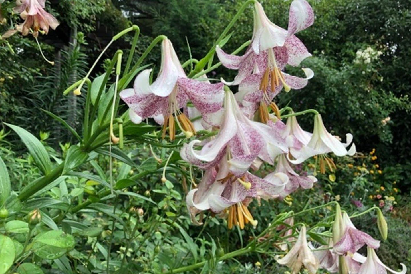 花_13