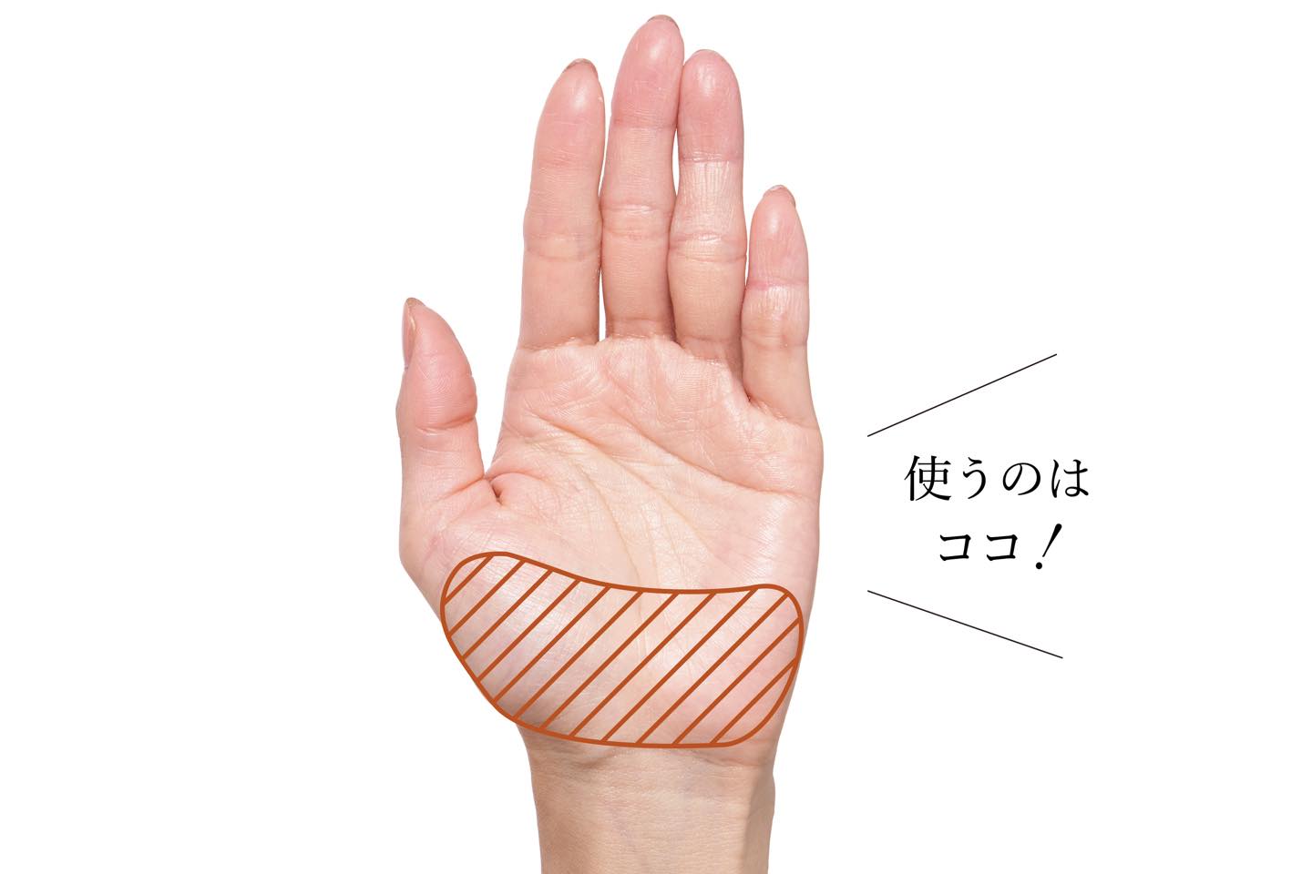 手のひらの下1/3