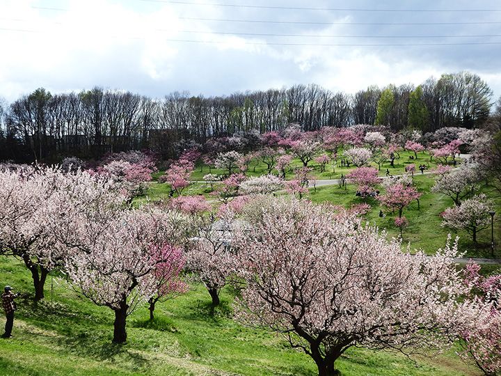 平岡公園の梅(北海道札幌市)