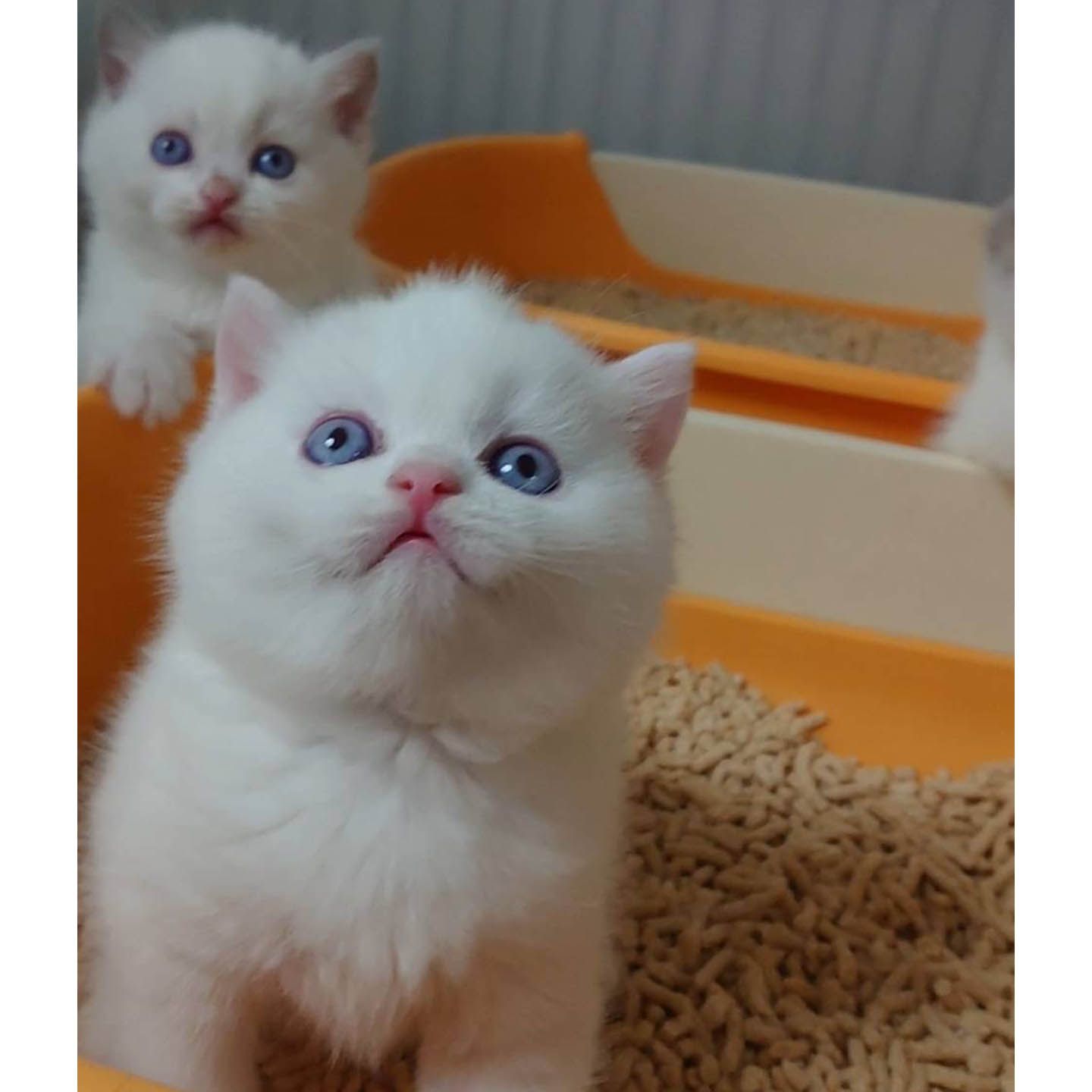 猫_7