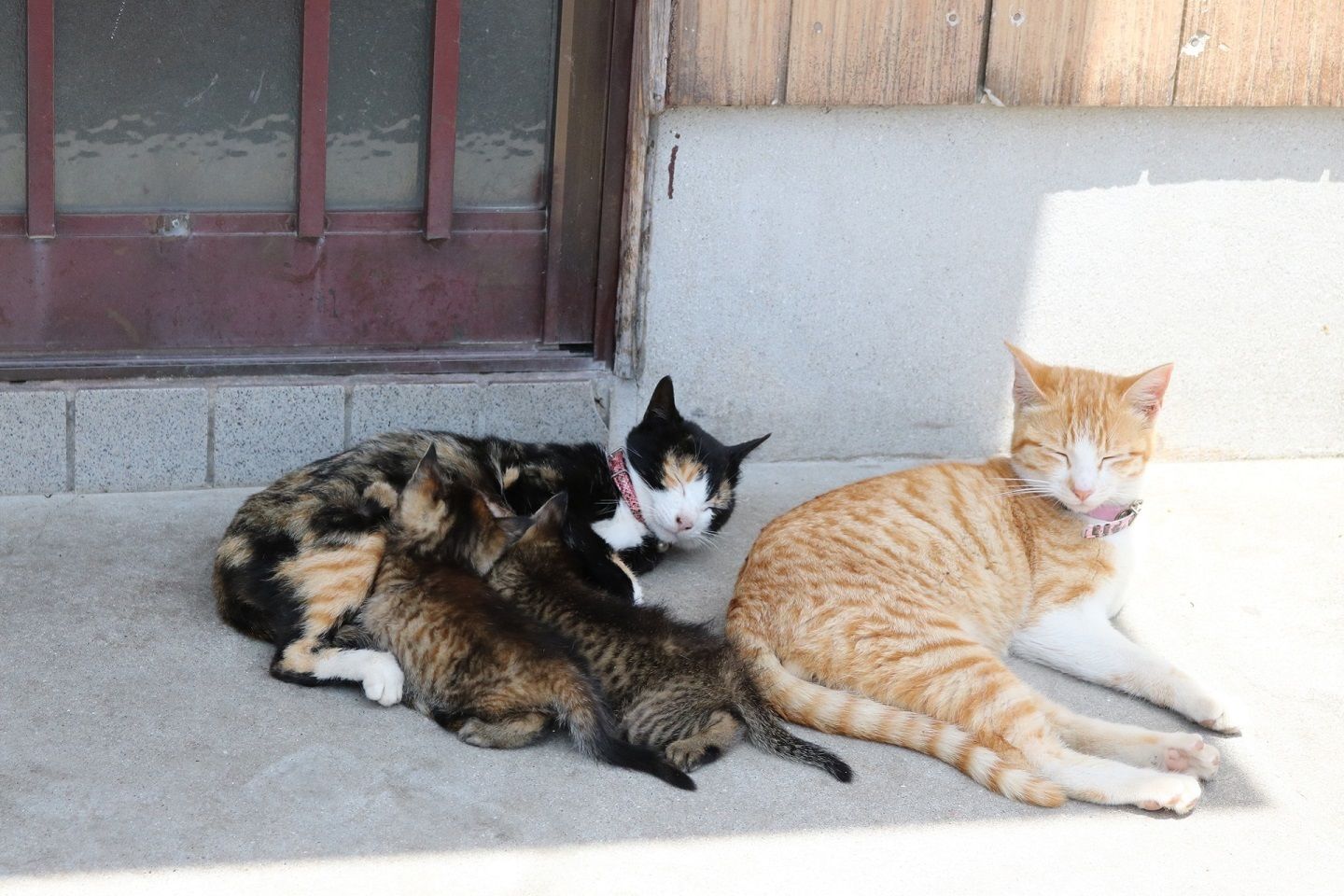 親猫のお腹で寝る子猫